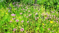 花の逞しさ♪