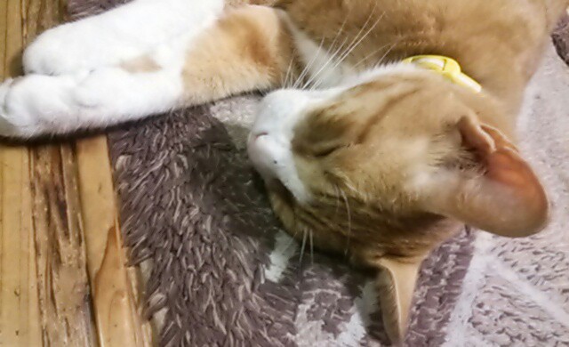 もう寝ます
