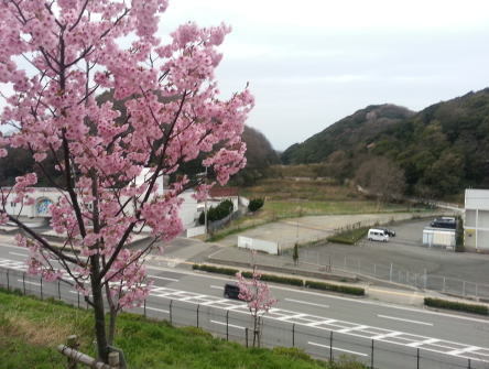桜の季節となりました! 桜の季節となりました!