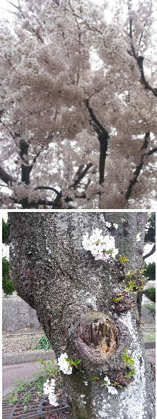 めぐる春 めぐる春