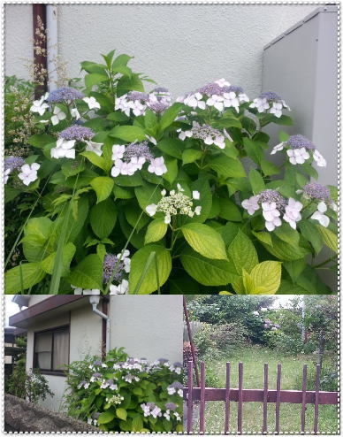 紫陽花がきれいです! 紫陽花がきれいです!