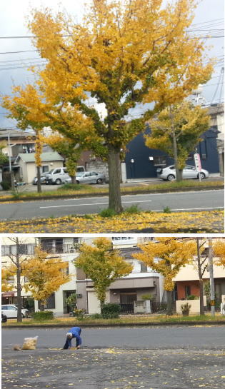枯れ葉舞う! 枯れ葉舞う!