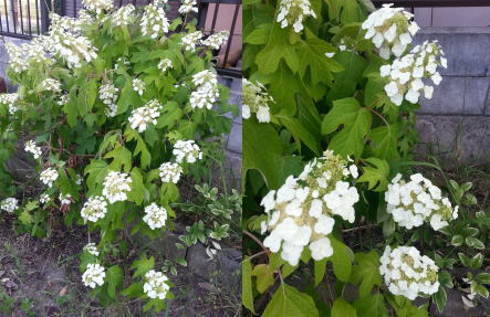 紫陽花が色づき..... 紫陽花が色づき.....