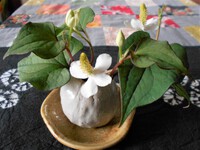 どくだみの花
