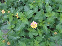 ランタナ一番花