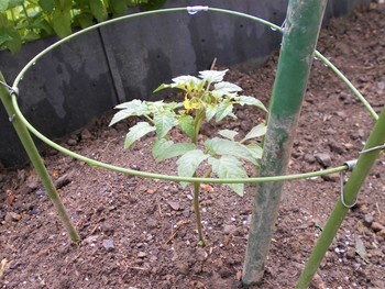 ミニトマトを植えました