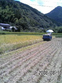 稲刈りです。