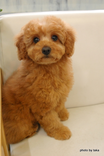 可愛いプードルの子犬　埼玉県に嫁ぎます。
