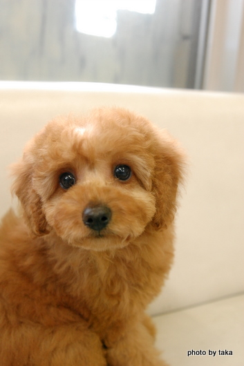 可愛いプードルの子犬　埼玉県に嫁ぎます。