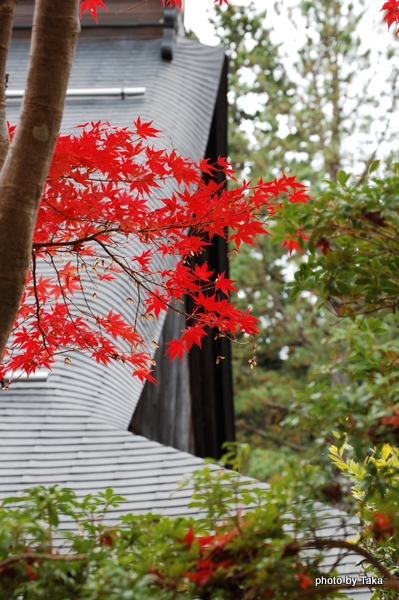 【高野山の紅葉！　こっちの方が綺麗だよ！】