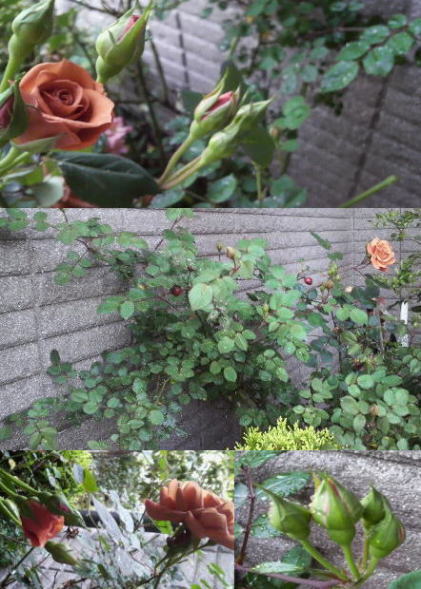 花に誓う・・・