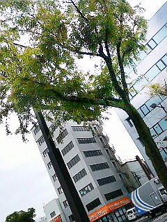 新緑・・・雨に映え