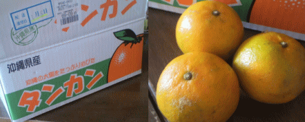 沖縄から