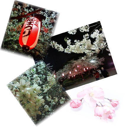 夜桜☆和歌山城