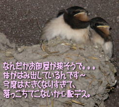 ヒナのご報告