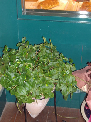 お外の植物が真っ赤に染まって可愛い