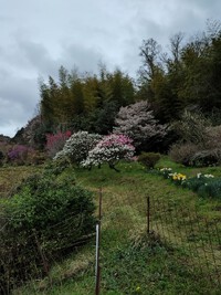 4月13日お出かけ伊都郡かつらぎ町天野‥花桃の丘