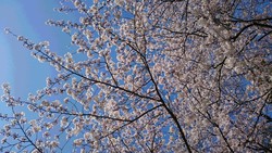 藤白神社さんの桜