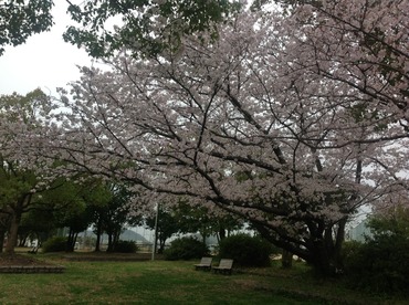 桜、満開。