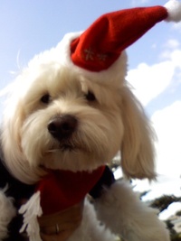 クリスマス仕様