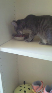 猫の御飯