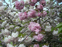 桜ﾉ宮造幣局のぼたん桜お花見言ってきましたその１