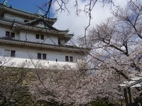 サクラ~