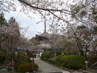 サクラ～