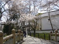 サクラ～