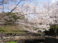 サクラ~
