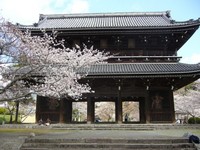 サクラ~