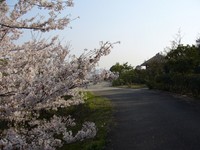 サクラ～第二章～