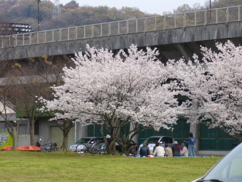 サクラ2009(その1)