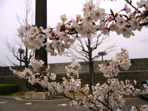 サクラ2009(その1)