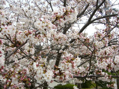サクラ2009(その1)