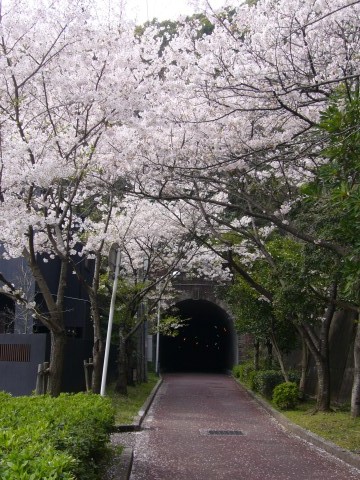 サクラ2009(その1)