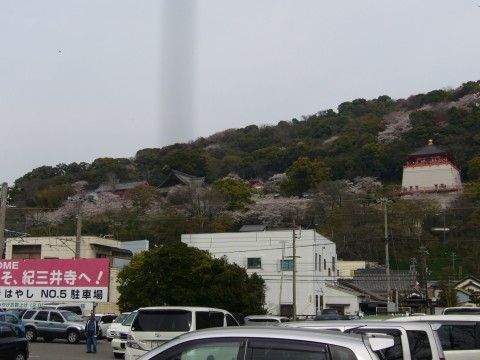 サクラ2009(その1)