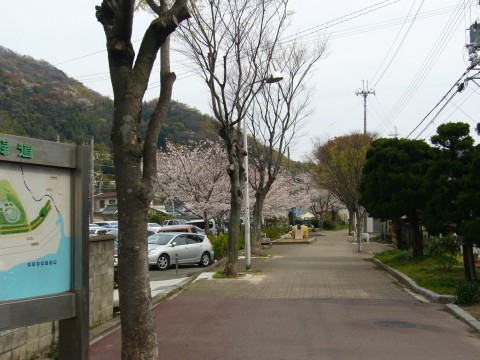 サクラ2009(その1)