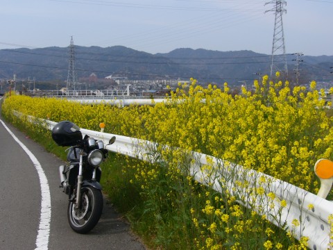 サクラ2009(その1)