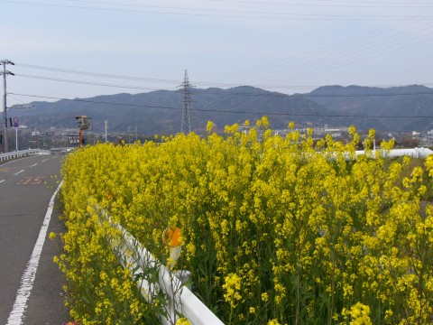 サクラ2009(その1)