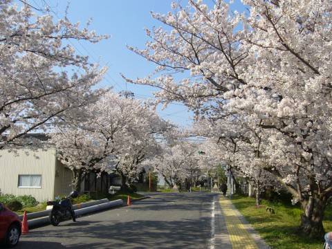 サクラ2009(その2)