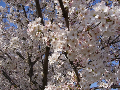 サクラ2009(その2)