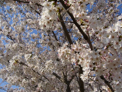 サクラ2009(その2)