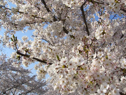 サクラ2009(その2)