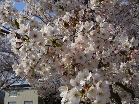 サクラ2009(その2)
