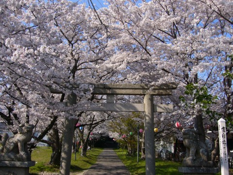 サクラ2009(その2)
