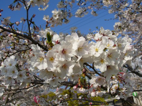 サクラ2009(その2)