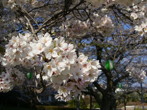 サクラ2009(その2)