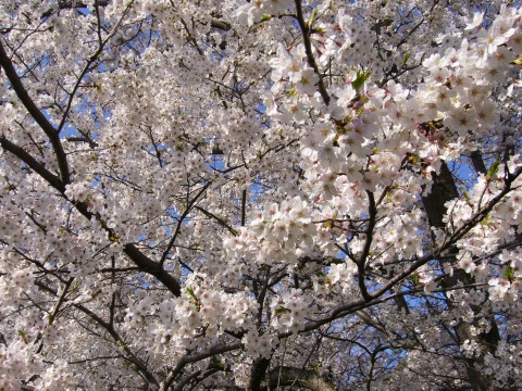 サクラ2009(その2)