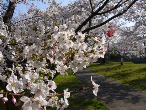 サクラ2009(その2)